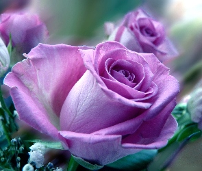 Purpurowa, Róża
