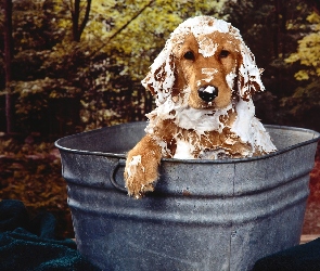 Spaniel, Kąpiel, Cocker