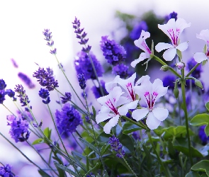 Białe, Kwiaty, Lawenda, Niebieskie, Pelargonie