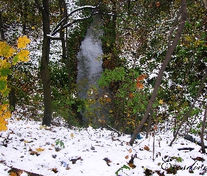 Zima, Drzewa, Rzeka, Widok, Jesień