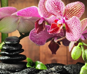 Kamienie, Orchidea