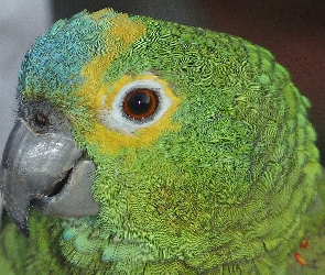 Amazonka, Głowa, Papuga