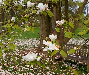 Wiosna, Ławeczka, Biała, Magnolia, Park