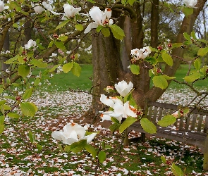 Park, Ławeczka, Magnolia, Biała, Wiosna