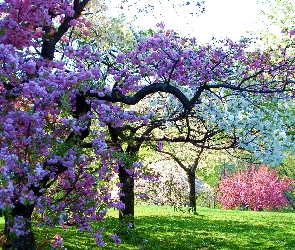 Wiosna, Sad, Drzewa Owocowe