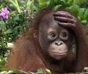 Orangutan, Zmartwiony