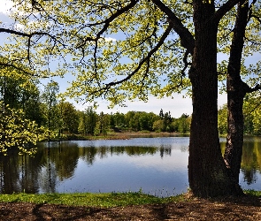 Drzewa, Jezioro