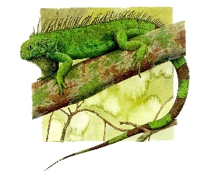 Legwan Zielony, Rysunek, Iguana