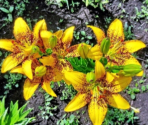 Lilie tygrysia, Żółte