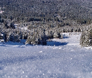 Polana, Ośnieżona, Zima, Las