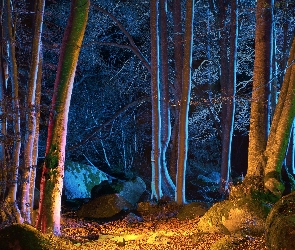 Kamienie, Noc, Las