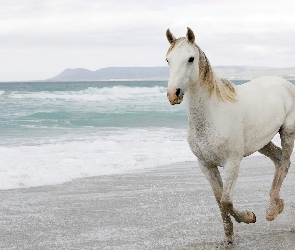 Koń, Fale, Plaża