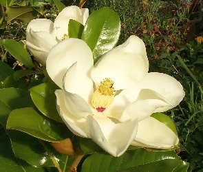 Biała, Wielkokwiatowa, Magnolia