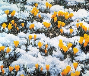 Żółte, Śnieg, Krokusy