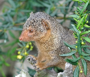 Karłowata, Zieleń, Mangusta