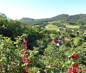 Domki, Dolina, Góry, Lasy