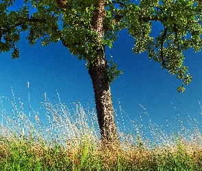 Drzewo, Nieba, Błękit, Trawa