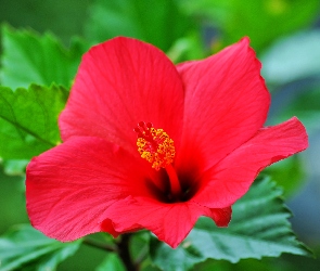 Hibiskus