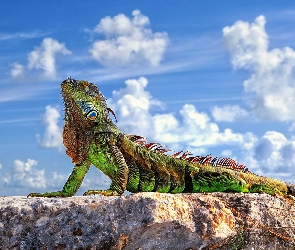 Skała, Chmury, Iguana