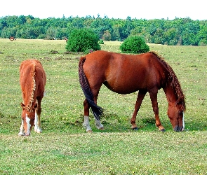 Łąka, Konie