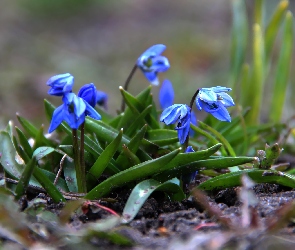 Cebulica Syberyjska