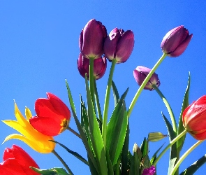 Niebo, Niebieskie, Kolorowe, Tulipany