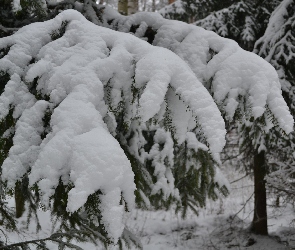 Ośnieżone, Świerku, Gałęzie