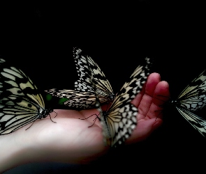 Motyle, Dłoń