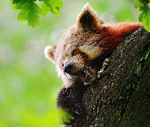 Czerwona, Pandka ruda, Panda