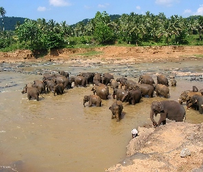 Słonie, Sri Lanka, Kąpiel, Rzeka