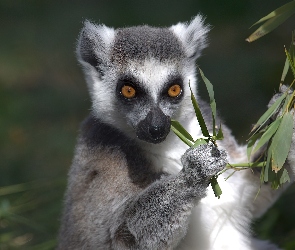 Liśtki, Lemur