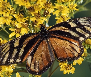 Brązowy, Kwiatki, Żółte, Motyl