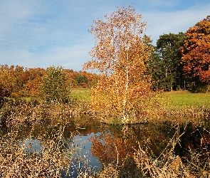Jezioro, Łąka, Drzewa