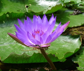 Lilii, Staw, Kwiat