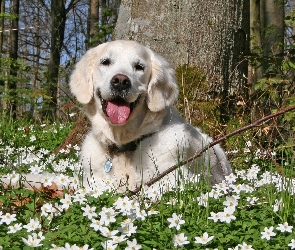 Zawilce, Golden retriever