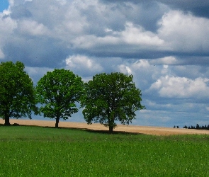 Chmury, Pole, Drzewa, Wiosna