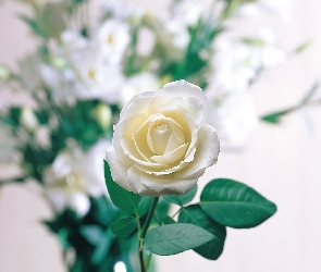 Biała, Listki, Róża