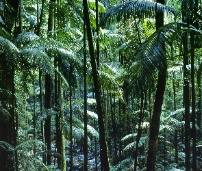 Tropikalny, Australia, Las