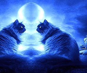 Księżyc, Noc, Dwa, Koty