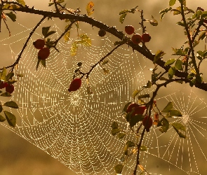 Gałąź, Pajęczyny