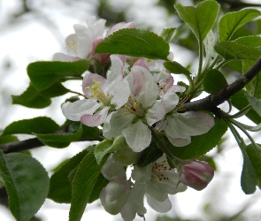 Jabłoń, Owocowe, Kwitnące, Drzewo