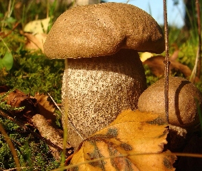 Dorodne, Leśne, Kapelusz, Runo, Grzybki