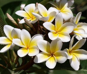 Plumeria, Żółta, Kwiaty, Biało