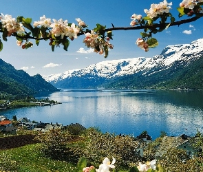 Góry, Drzewo, Kwitnące, Jezioro