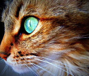 Zielone, Oczy, Kot