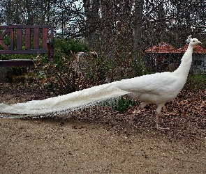 Park, Jesień, Paw