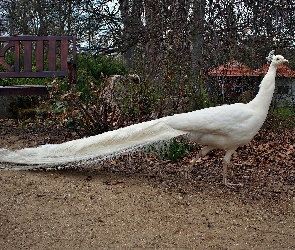 Paw, Jesień, Park