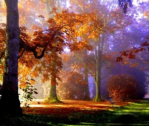 Las, Jesień, Światło, Przebijające