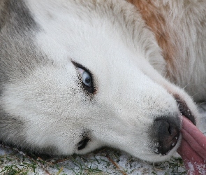 Siberian Husky, Język