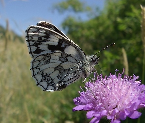Łąka, Kwiat, Motyl, Polowiec Szachownica
